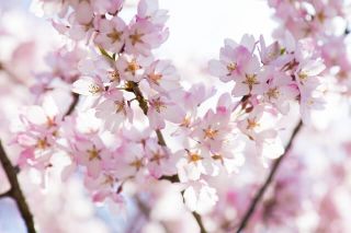 4月の浮気｜歓迎会・花見・就職・入社式に夫や妻の不倫